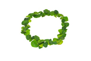 Taze kaffir kireç yaprakları beyaz arka planda dairesel bir çerçeveye dizilmiştir..