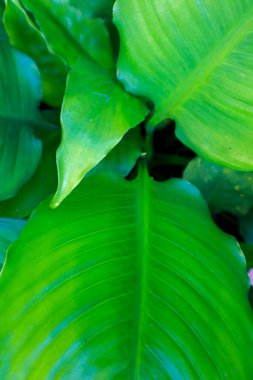 Canlı Bereketli Tropikal Yapraklar Ayrıntılı Yaprak Örnekleri ve Dokuları Kapatıyor