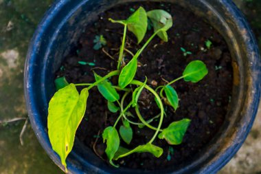 Koyu çömlekte yeşil bitki filizlenir. Toprak basınında bitki yetiştirme için en iyi manzara.