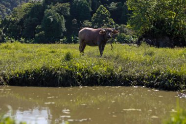 Sakin bir nehrin yanındaki yemyeşil bir arazide otlayan bir inek.