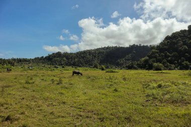 Berrak, güneşli bir gökyüzünün altındaki yemyeşil çayırda bir memeli otluyor.