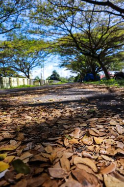 Kahverengi yapraklı ve yemyeşil ağaçlı günışığı yolu