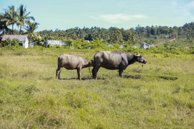 Su bufalosu ve baldırı yemyeşil otlakta