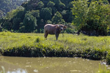 Su Bufalosu, yemyeşil bir çeltik tarlasında otluyor.