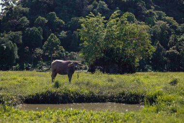 Lush Green Paddy Field 'da bufalo otlatıyor.