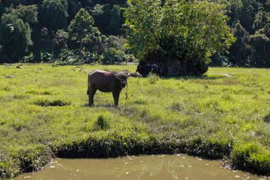 Lush Green Paddy Field 'da bufalo otlatıyor.