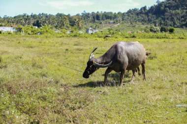 Lush Green Tropical Field 'da otlayan Bufalo Suyu