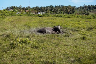 Yeşillik bir tarlada dinlenen bizonlar.