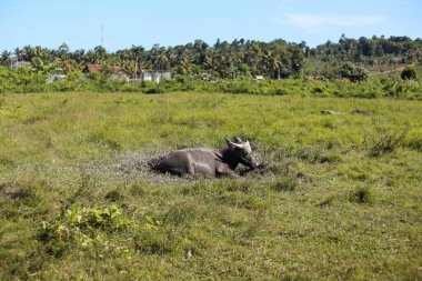 Parlak güneş ışığı altında yemyeşil bir çayırda dinlenen bizonlar.