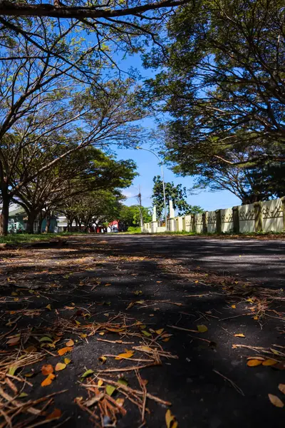 Yeşil Ağaçlar Arasında Güneşli Yol