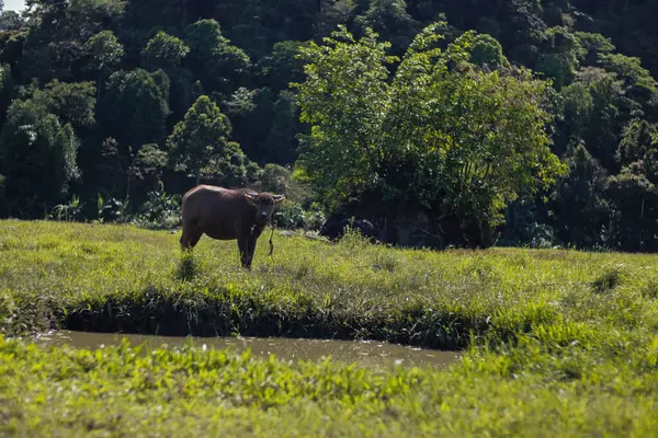 Suyun Gövdesi 'nin yakınındaki Lush Field' da büyük memeli otlatma