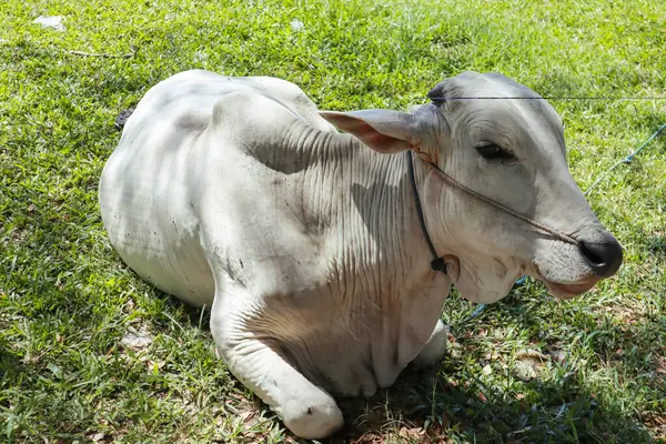 Beyaz İnek Yazın Parlak Güneş Işığının Altında Yeşil Çayırda Dinleniyor