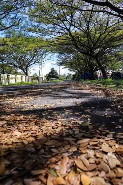 Sonbahar yaprakları ve gür ağaçlarıyla Manzaralı Yol
