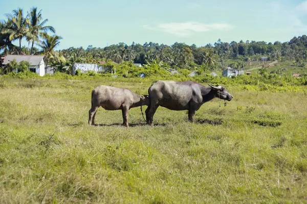 Su bufalosu ve baldırı yemyeşil otlakta