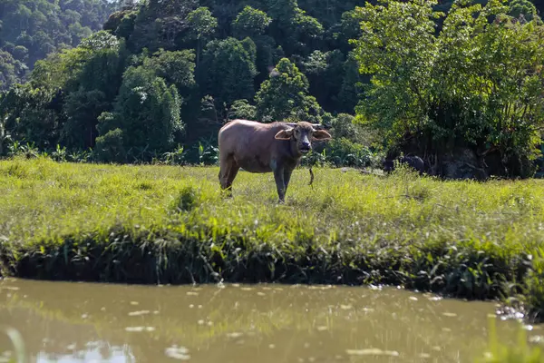 Su Bufalosu, yemyeşil bir çeltik tarlasında otluyor.