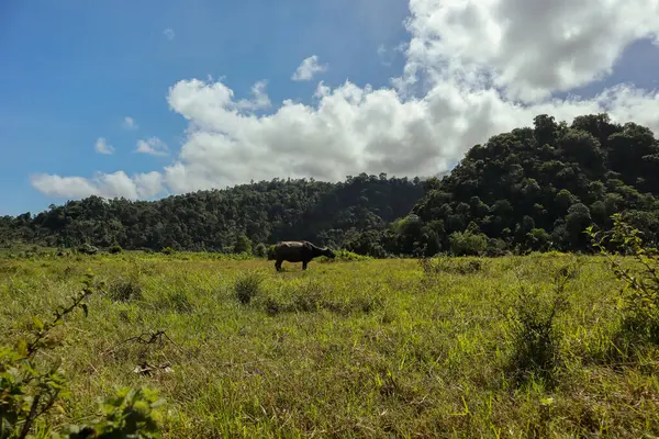 Mavi gökyüzünün altında yemyeşil bir tropikal alanda otlayan bizonlar.