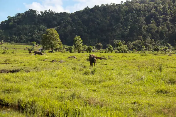 Yemyeşil çayırlarda otlayan bizonlar.