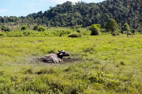 Su bufalosu güneşli gökyüzünün altındaki yemyeşil çayırda dinleniyor.