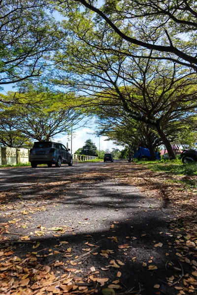 Düşen Yapraklar ve Gölgelerle Dolu Ağaçların Altında Güneşli Yol