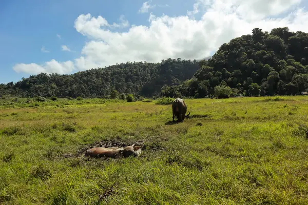 Çamurda dinlenen su bufaloları yemyeşil bir alanda güneşli bir gökyüzünün altında