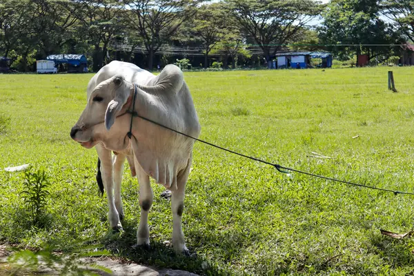 Beyaz Brahman İneği, Güneş Işığı Altındaki Yeşil Çimenlikte Ağaçlı ve Kırsal Bölgede Mavi Yapılı Bir Çiftlikte Duruyor