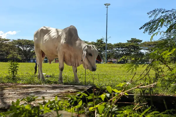 Beyaz İnek, yemyeşil bir tarlada güneşli bir gökyüzünün altında ağaçlarla gündüz manzarasında otluyor.