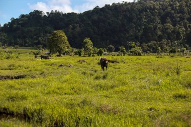 Yeşillik bir tarlada otlayan Bufalo Suyu