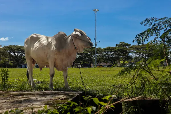 Beyaz İnek Mavi Gök Altında Yeşil Alan 'da Doğal Işık ve Bol Çimen ve Ağaçlarla Kırsal Ayar Arazisinde
