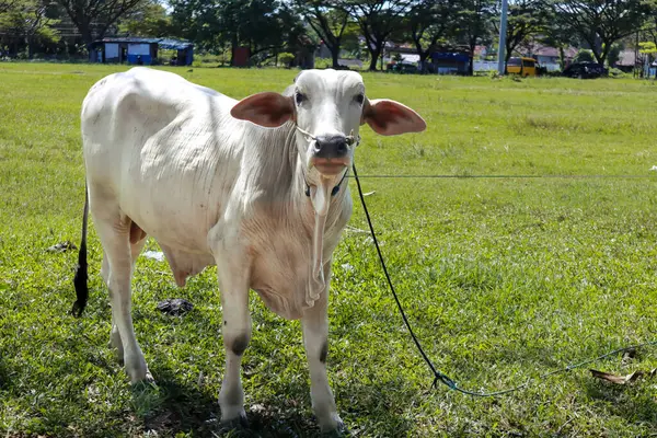 Beyaz İnek Yeşil Çimen Tarlasında Doğal Aydınlatma ve Mavi Gökyüzü Arkaplanı Serene Pastoral Sahnesi