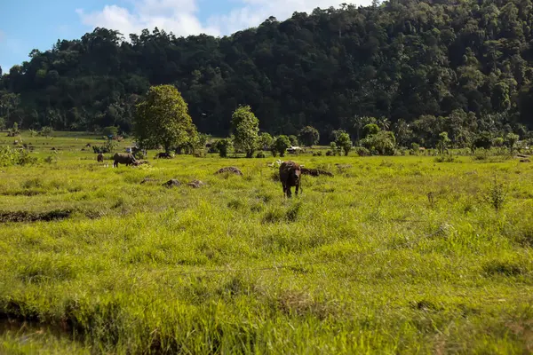 Yeşillik bir tarlada otlayan Bufalo Suyu