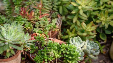 Konteynır bahçesinde güzel sulular, afişler..