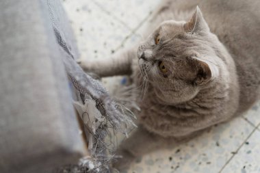 Kedi mobilyaları tırmalıyor. Kanepenin yırtık pırtık bir köşesi kedi pençeleri tarafından mahvedilmişti..