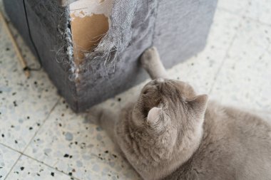 Kedi mobilyaları tırmalıyor. Kanepenin yırtık pırtık bir köşesi kedi pençeleri tarafından mahvedilmişti..