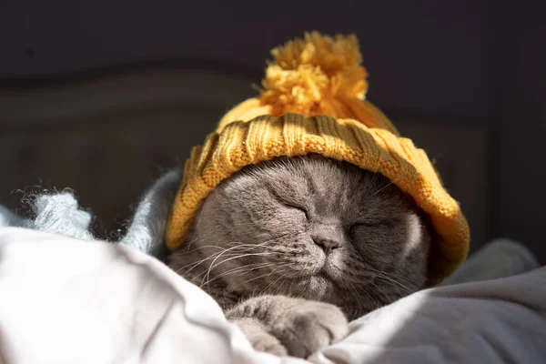 在寒冷的冬日 英国一只头戴黄色针织帽子的短毛猫躺在床上 — 图库照片