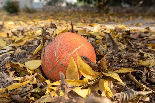 Basketball with yellow falling leaves. Orange basketball on dried leaves.