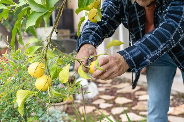 Senior Landwirt Erntet Zitronen Mit Gartenschere Der Hand Einem Zitronenbaum lizenzfreie Stockfotos