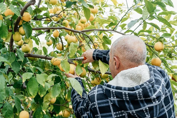 Senior Landwirt Pflückt Zitronen Auf Seinem Bio Obstgarten Stockbild