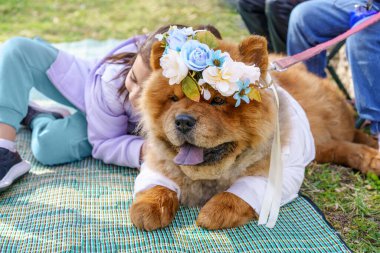 Komik köpek maması ailesiyle doğum gününü kutluyor ve çiçek tacını takıyor. Küçük kız açık hava partisinde köpeğine sarılıyor..