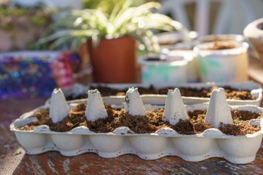 Sustainable Egg Carton Seedling Container Recycled And Reused As Seedling Starter Pots.