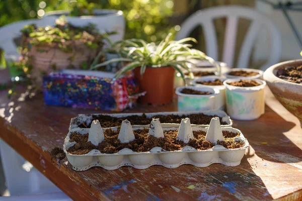 Egg Cartons,Yogurt Tubs And Milk Carton Box Reused As Seedling Starter Pots. Earth Day Crafts.