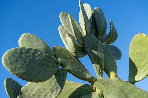 Poire Piquante Cactus Opuntia Contre Ciel Bleu — Photo
