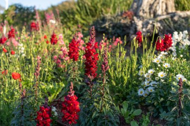 Bahar zamanı çayırda çiçek açan yabani çiçeklerin bolluğu. Güneşteki bir çayırda bahar çiçekleri. Bahçedeki uzun kırmızı aslanağzı çiçekleri..