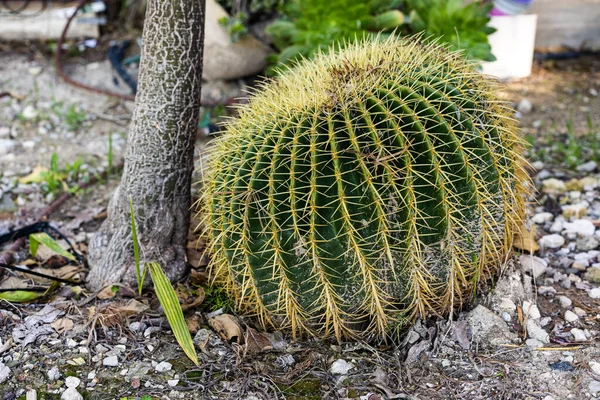 Plan Jardin Économe Eau Cactus Doré Dans Habitat Naturel — Photo