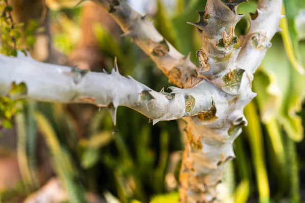 Trunk Kalanchoe Beharensis Plant Known Its Striking Appearance Unique Texture — Stock Photo, Image