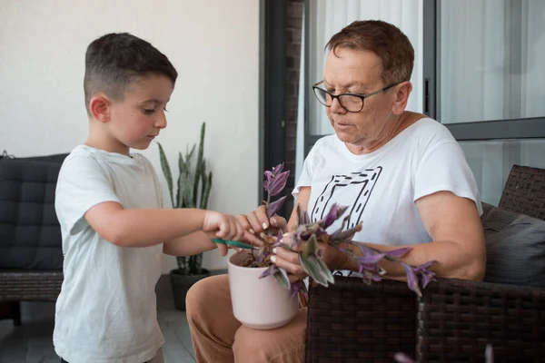 Botanical Lessons Grandmother Guides Grandson Pruning Tradescantia Balcony — стокове фото