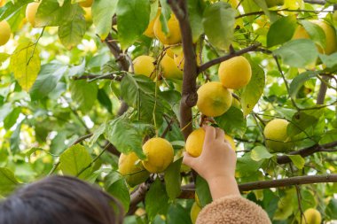 Yeşillik bir bahçede ağaçtan limon toplayan küçük bir çocuğun elleri..