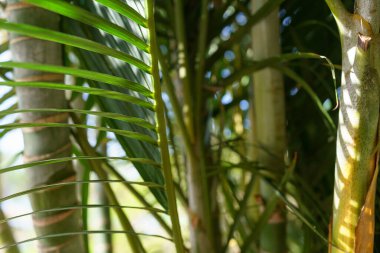 Canlı yeşil Palm Fronds 'un yakın görüntüsü, güneş ışığının filtrelemesi, zengin doku ve renkleri artırması,.