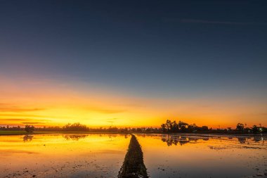 Çamurda mısır tarlasının manzarası ve su yansıması Alacakaranlık mavi ve turuncu dramatik gün batımı gökyüzü plaj renkli bulutlu hava arkaplanı.