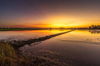 Çamurda mısır tarlasının manzarası ve su yansıması Alacakaranlık mavi ve turuncu dramatik gün batımı gökyüzü plaj renkli bulutlu hava arkaplanı.