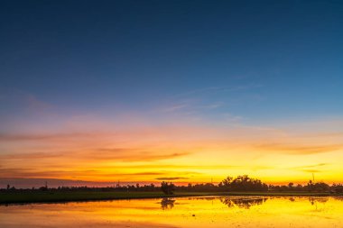 Çamurda mısır tarlasının manzarası ve su yansıması Alacakaranlık mavi ve turuncu dramatik gün batımı gökyüzü plaj renkli bulutlu hava arkaplanı.